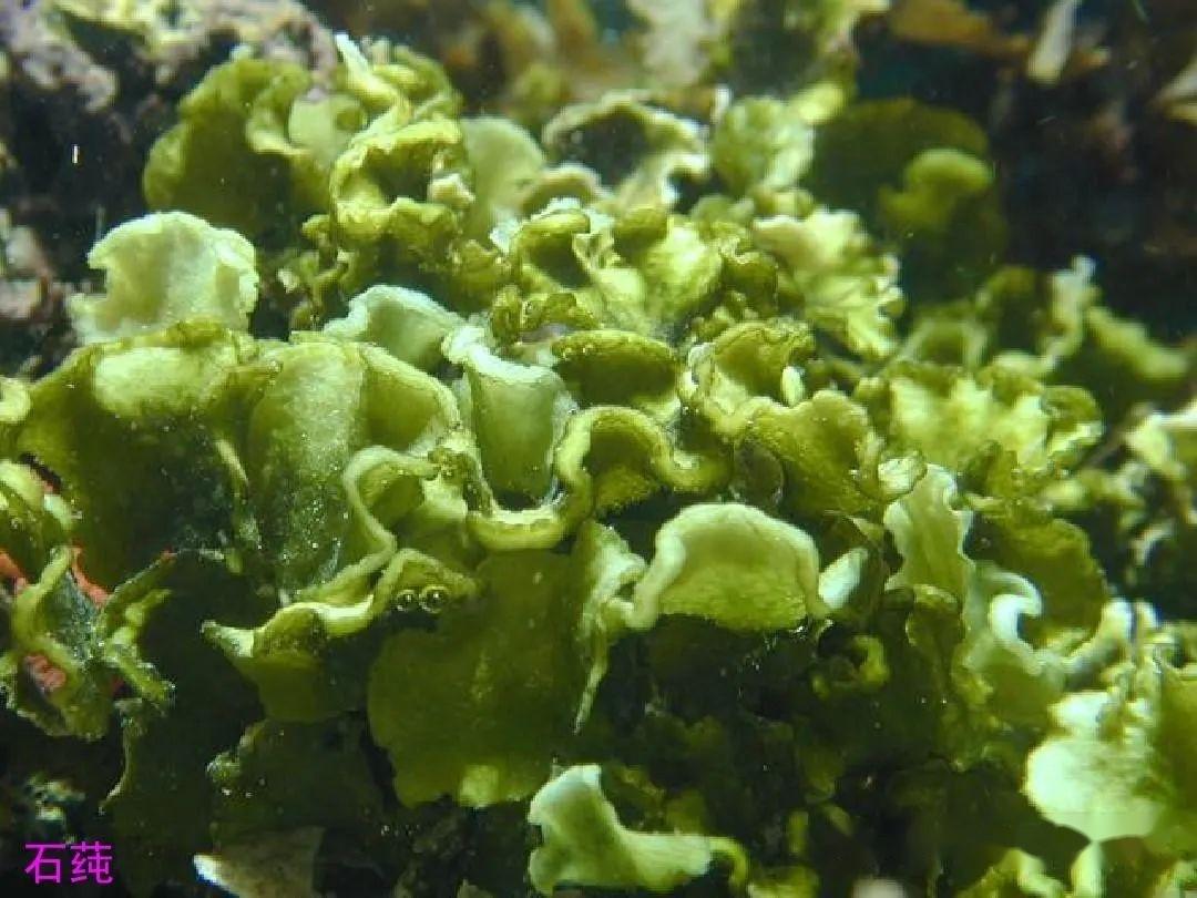 【原生生物界全系列-52】石莼纲—石莼目 - 知乎