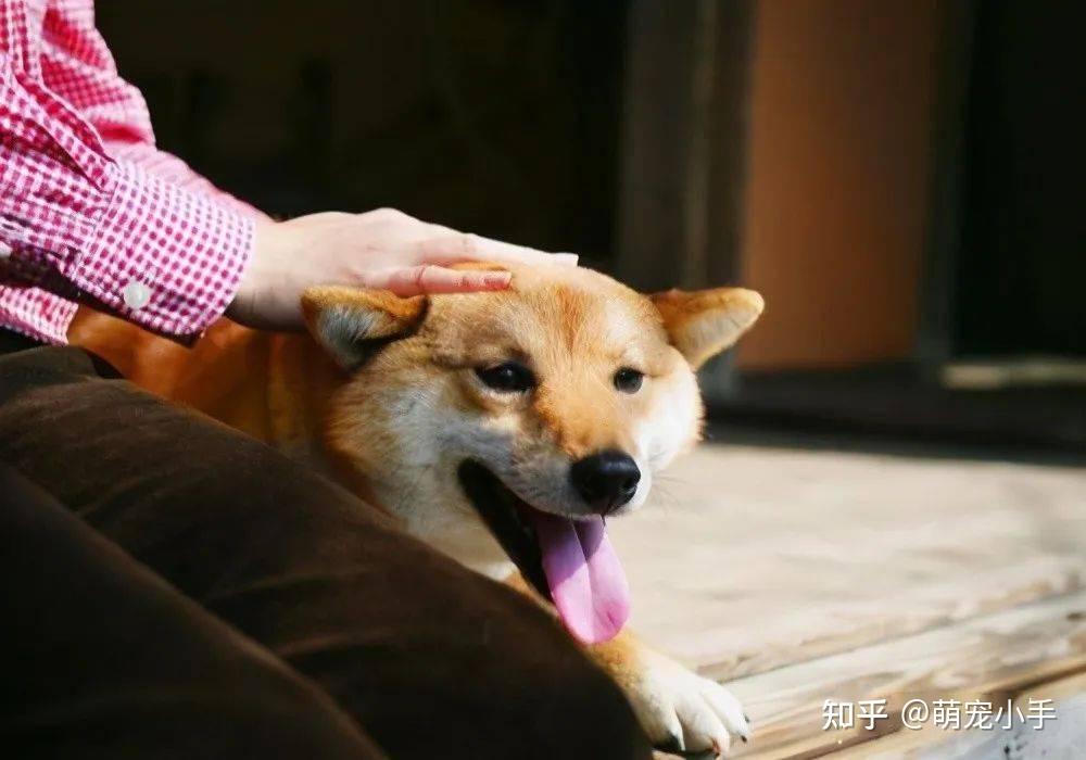 经常摸狗狗的“脑袋”,在狗眼里,它是这么想的 - 知乎