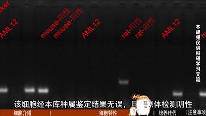 AML12细胞培养，小鼠正常肝细胞培养攻略 - 知乎