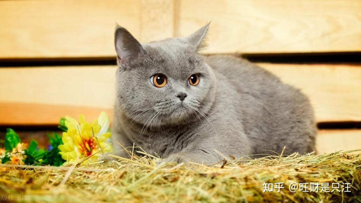 养“美短”还是“英短”好？实话告诉你：区别很大