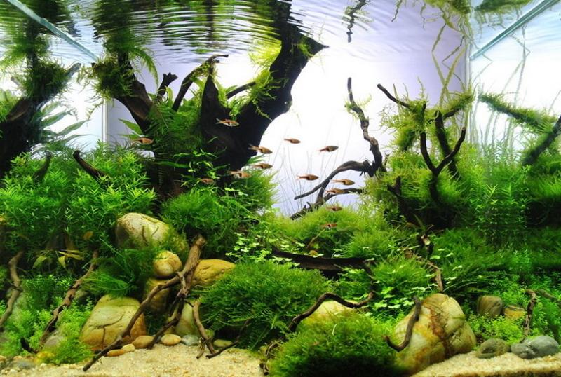什么是水草造景 求介绍水草造景的概念 知乎 什么是水草造景 求介绍水草造景的概念 知乎