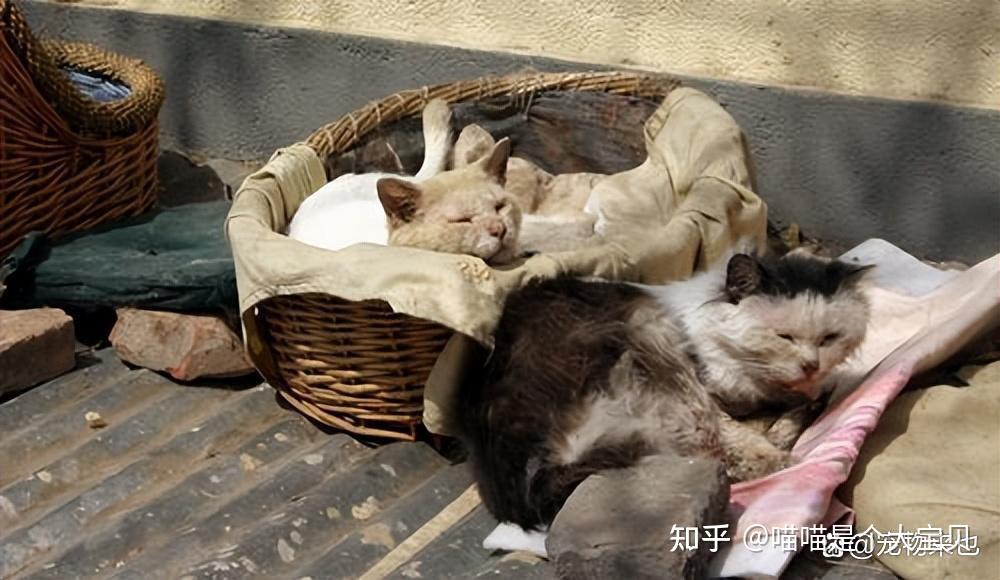 为什么不要轻易投喂“流浪猫”，这些后果，很少人知道