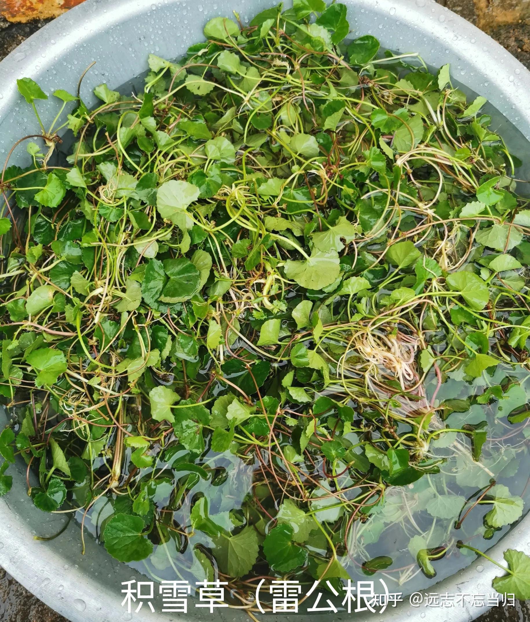 积雪草药膳:雷公根煲鸡汤,清热祛湿解暑 - 知乎