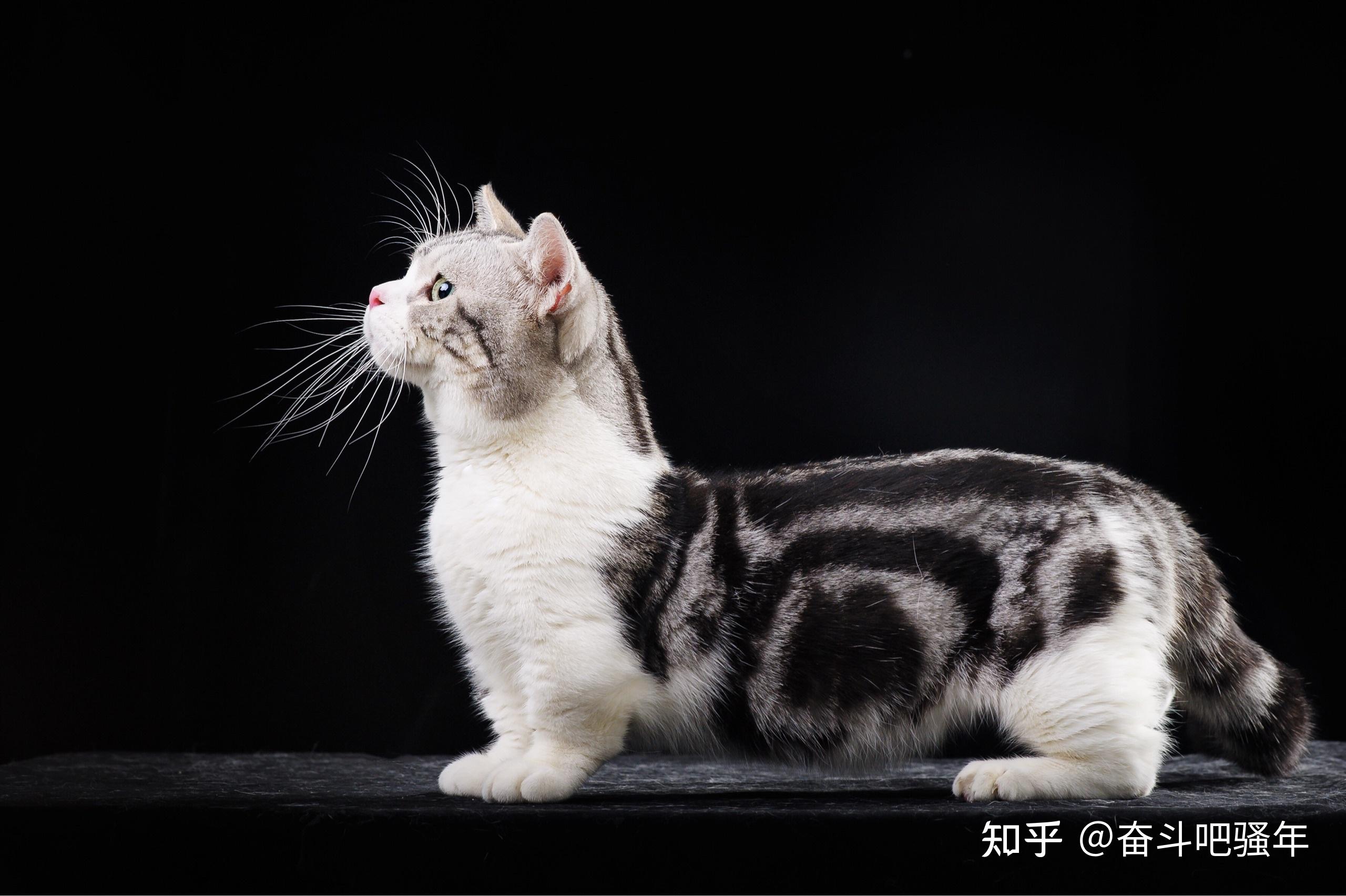 我家这只到底是曼基康还是混了美短的矮脚