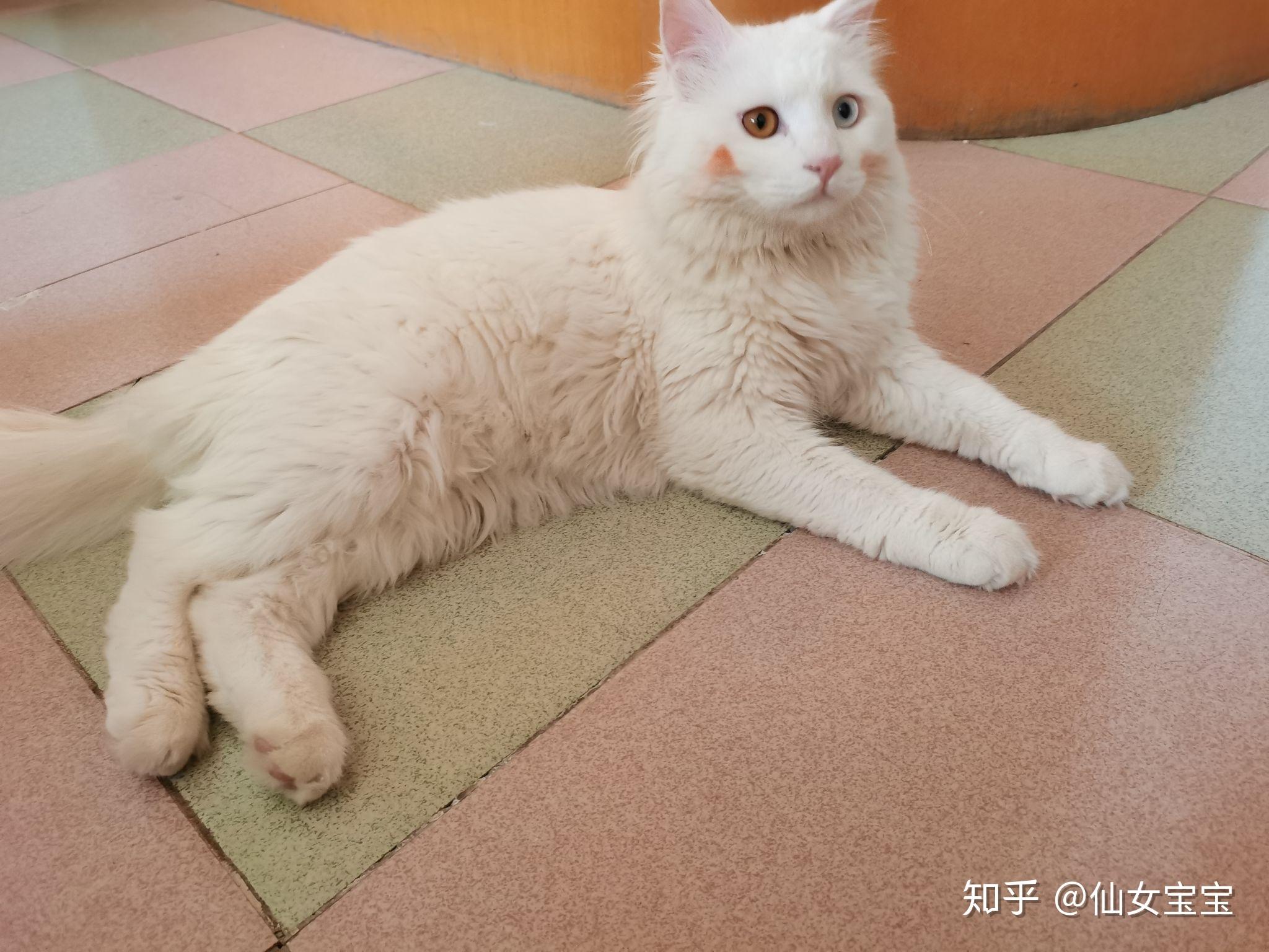 临清狮子猫vs布偶猫图片