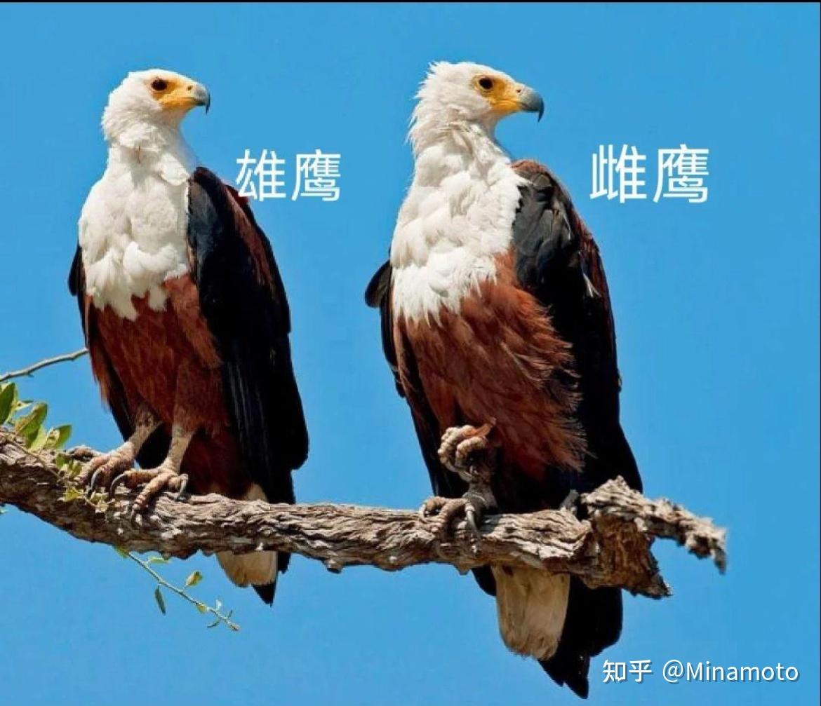 对于小说里“雌姿英发”“雌鹰一样的女人”这些描写我总觉得很奇怪是为什么呢？ - 知乎