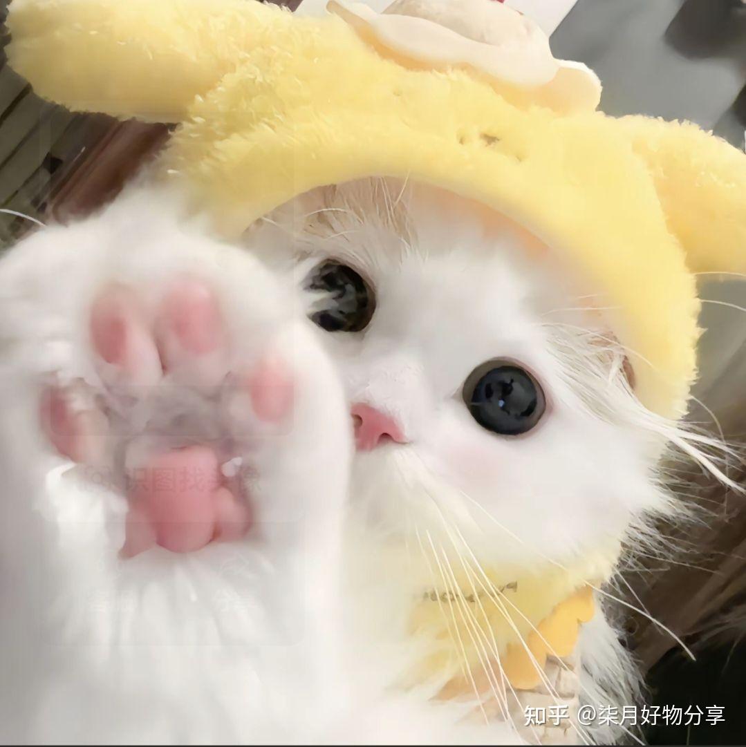 超级超级可爱的猫猫图~喵喵喵 - 知乎