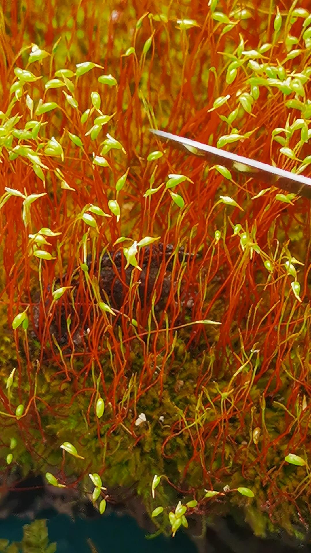 苔藓介绍:认识两种不同的苔藓孢子形态