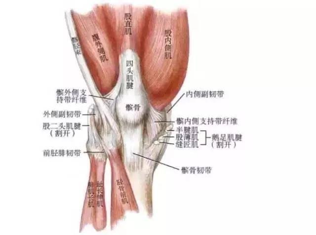 鬓骨的图图片