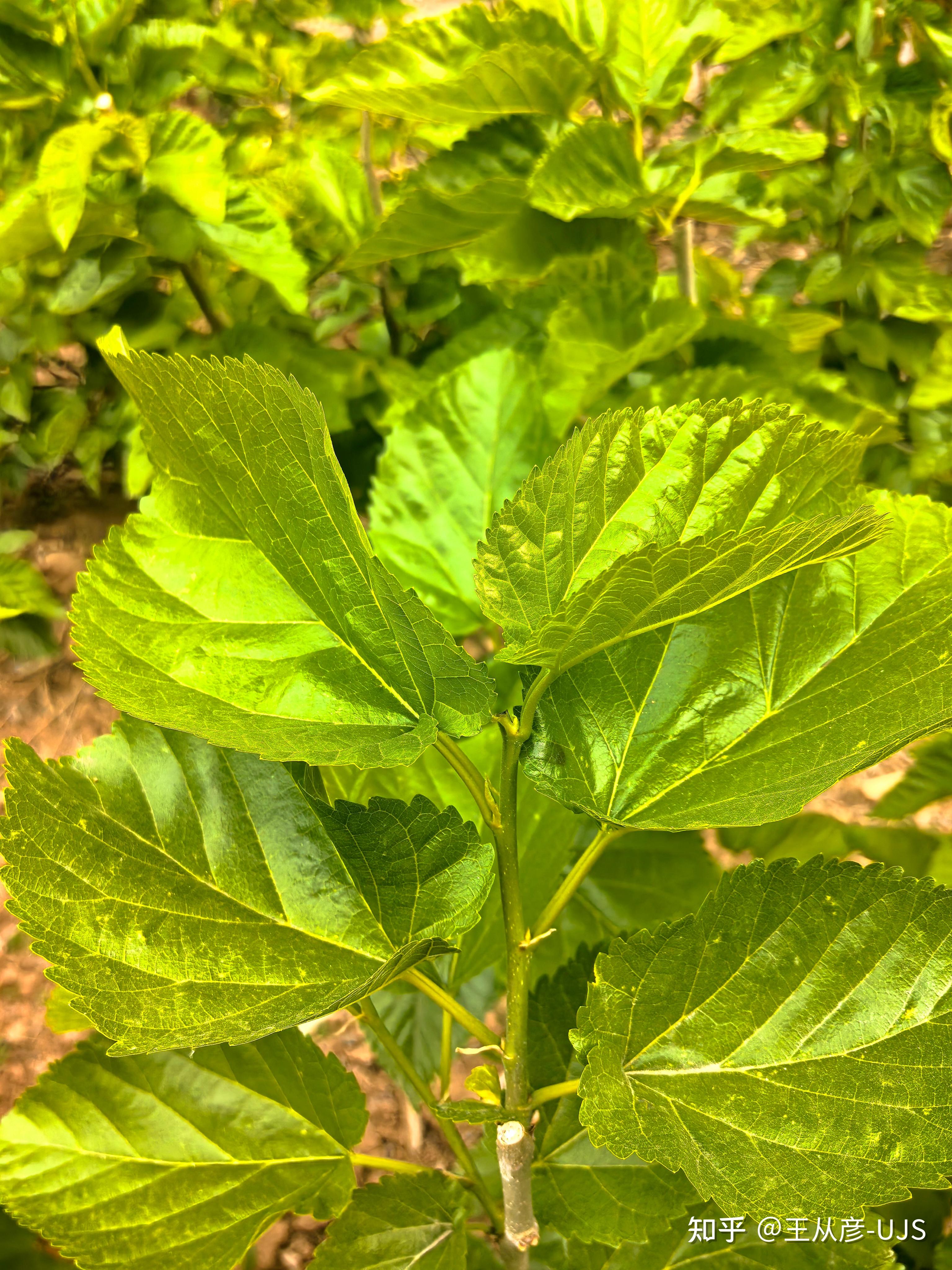 桑/桑树/白桑/家桑/蚕桑 - 知乎