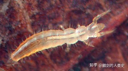 【动物界全系列】六足亚门—原尾目 - 知乎