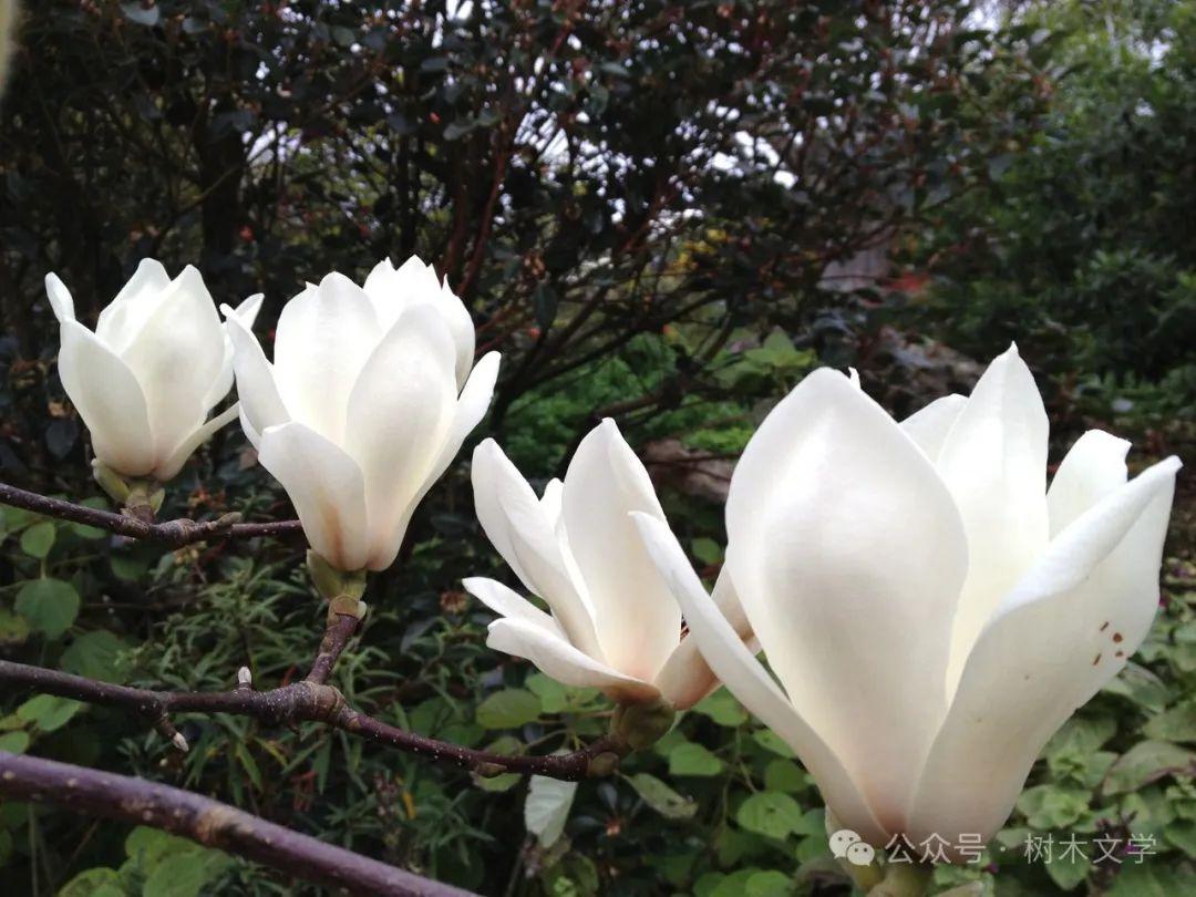 玉兰家族鉴别指南：从花期到花色，4步速查望春/白玉兰/二乔/紫玉兰！ - 知乎