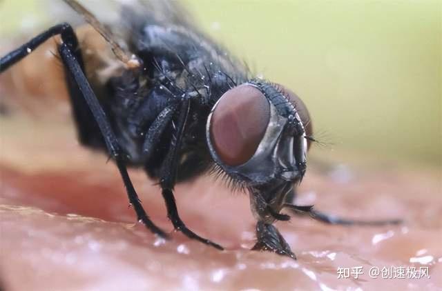 苍蝇为什么把自己的头拧下来?