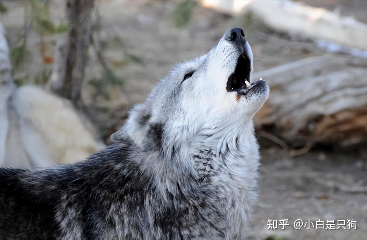 狗狗为何“学狼叫”?不仅是因为无聊,还有其它几个原因 - 知乎