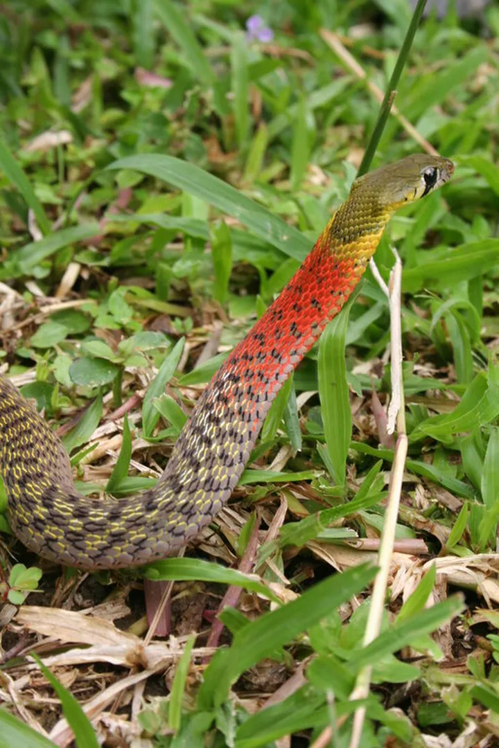 这种蛇是什么蛇啊? 