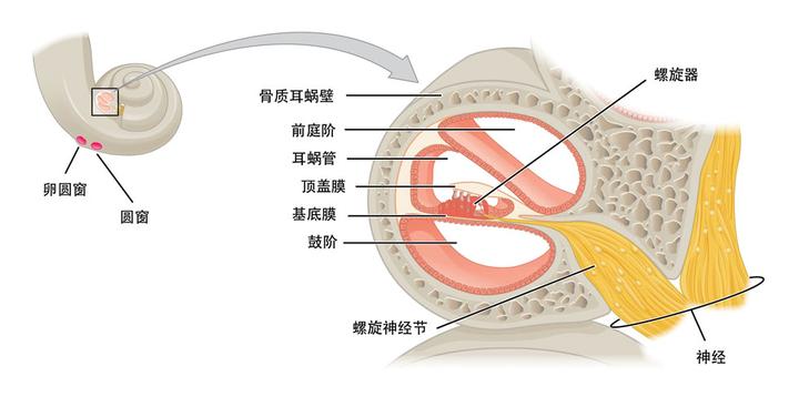 听小骨的作用图片