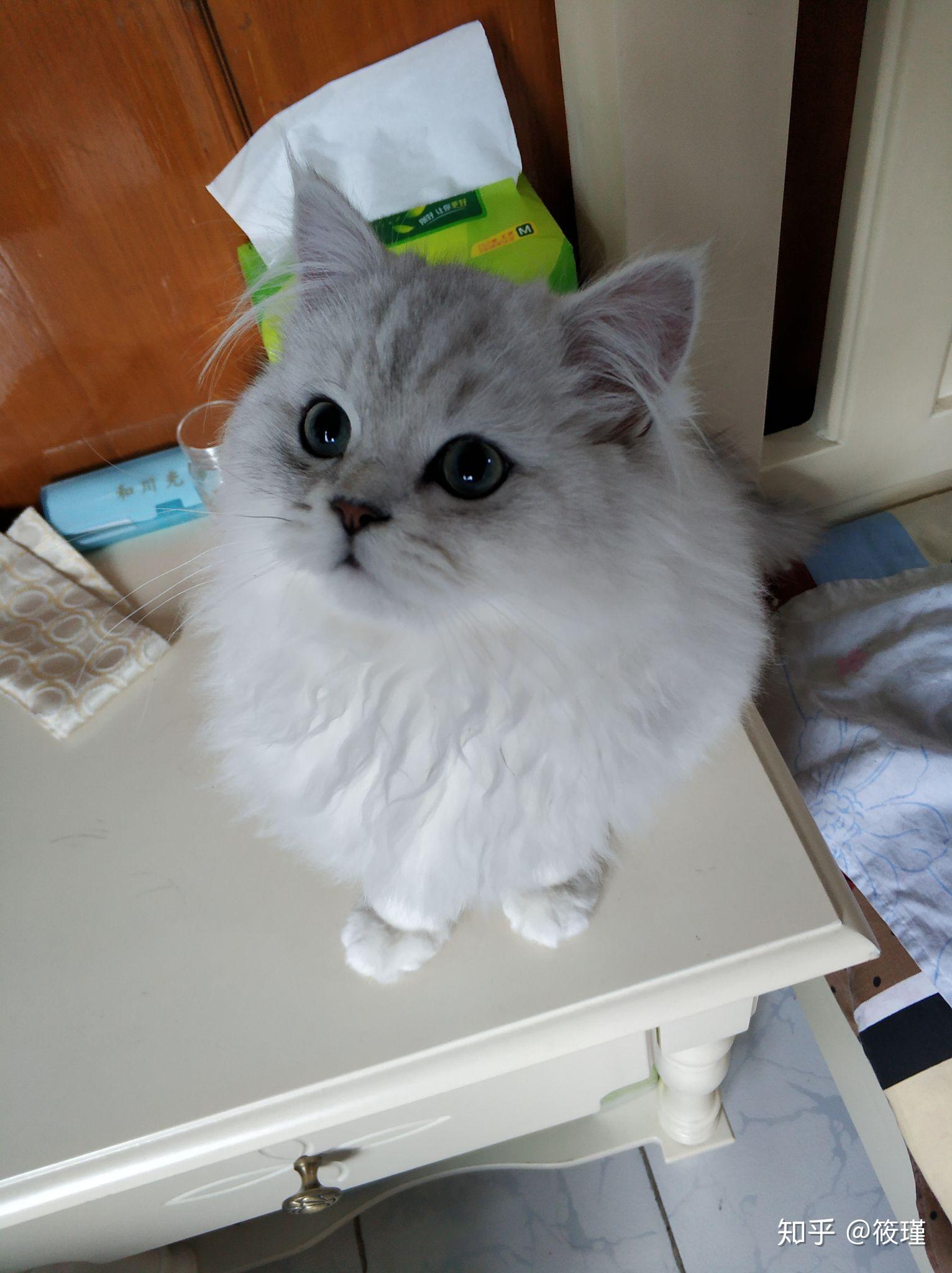 银渐层返祖猫与正常银渐层怎么选呢?急求? - 知乎