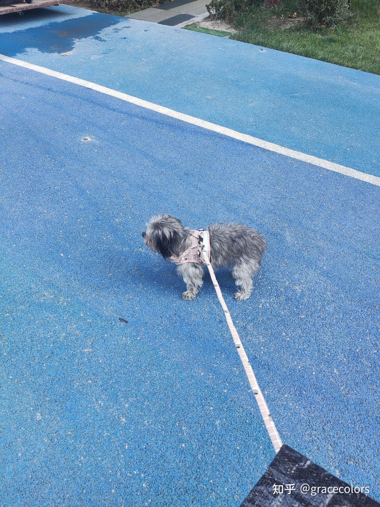 黑色雪纳瑞和灰色泰迪的串是啥样