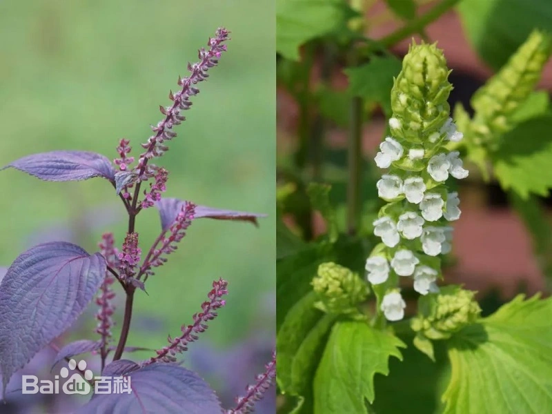 当你说起儿化音，你不能只说儿化音 - 知乎