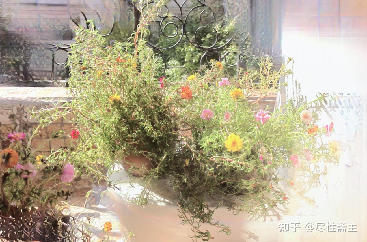 栽花种草，是我给生命“充电”的方式 - 知乎