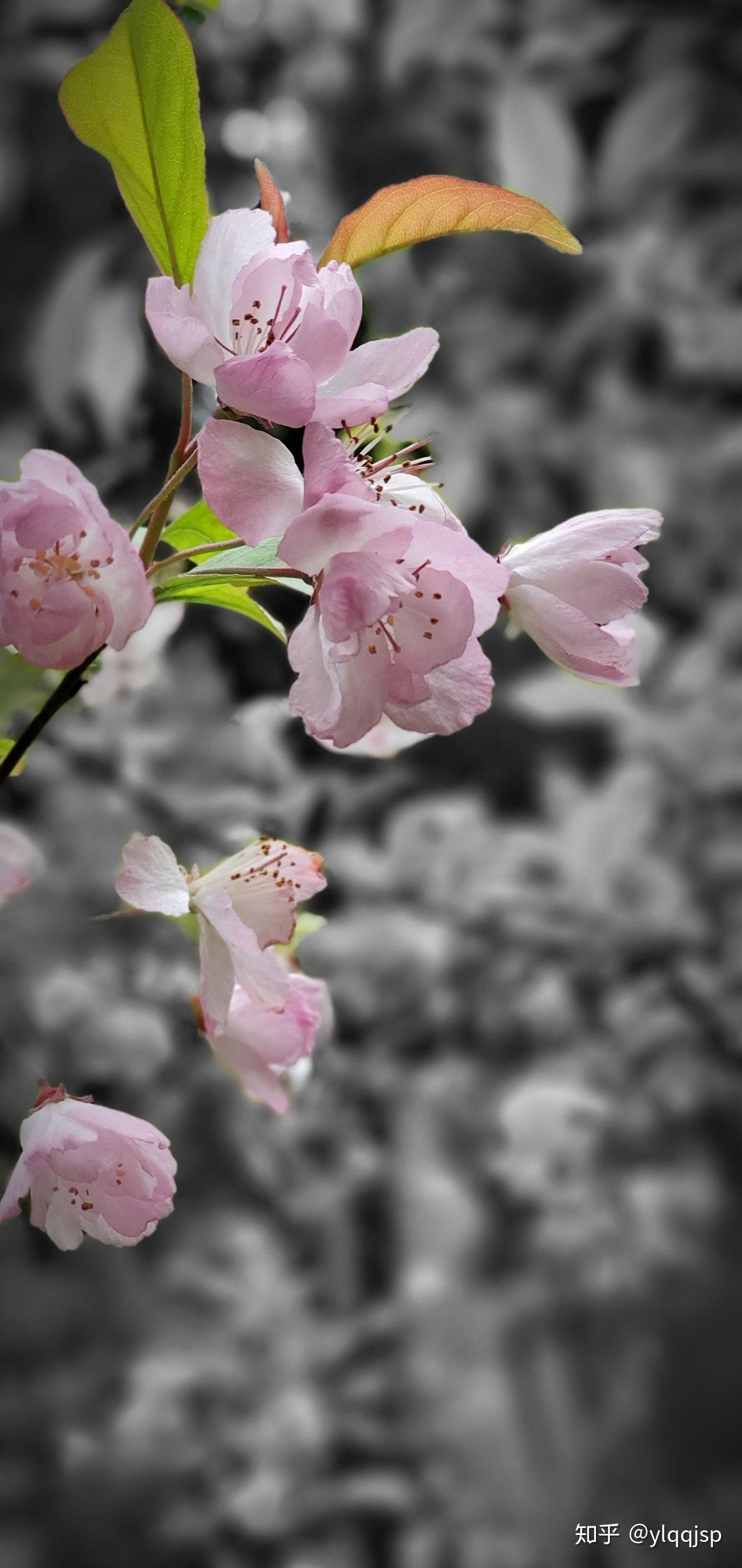 你拍过哪些能体现出「春天在这里」的照片?