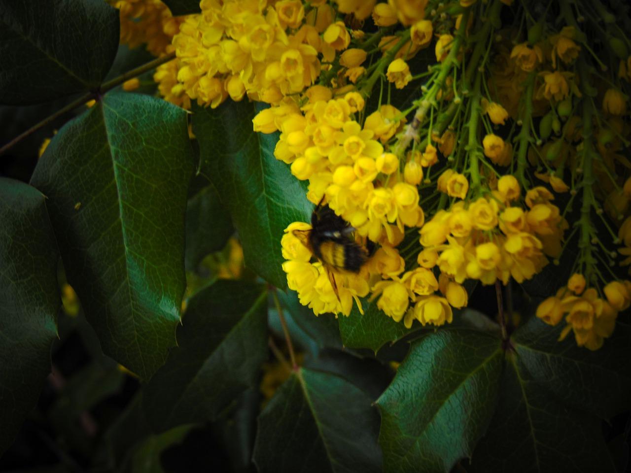 3. 梅花品种选择