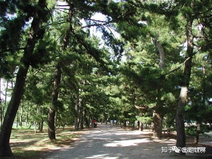 出走日本:连结天人与古今的日本三景之一 天桥立 - 知乎
