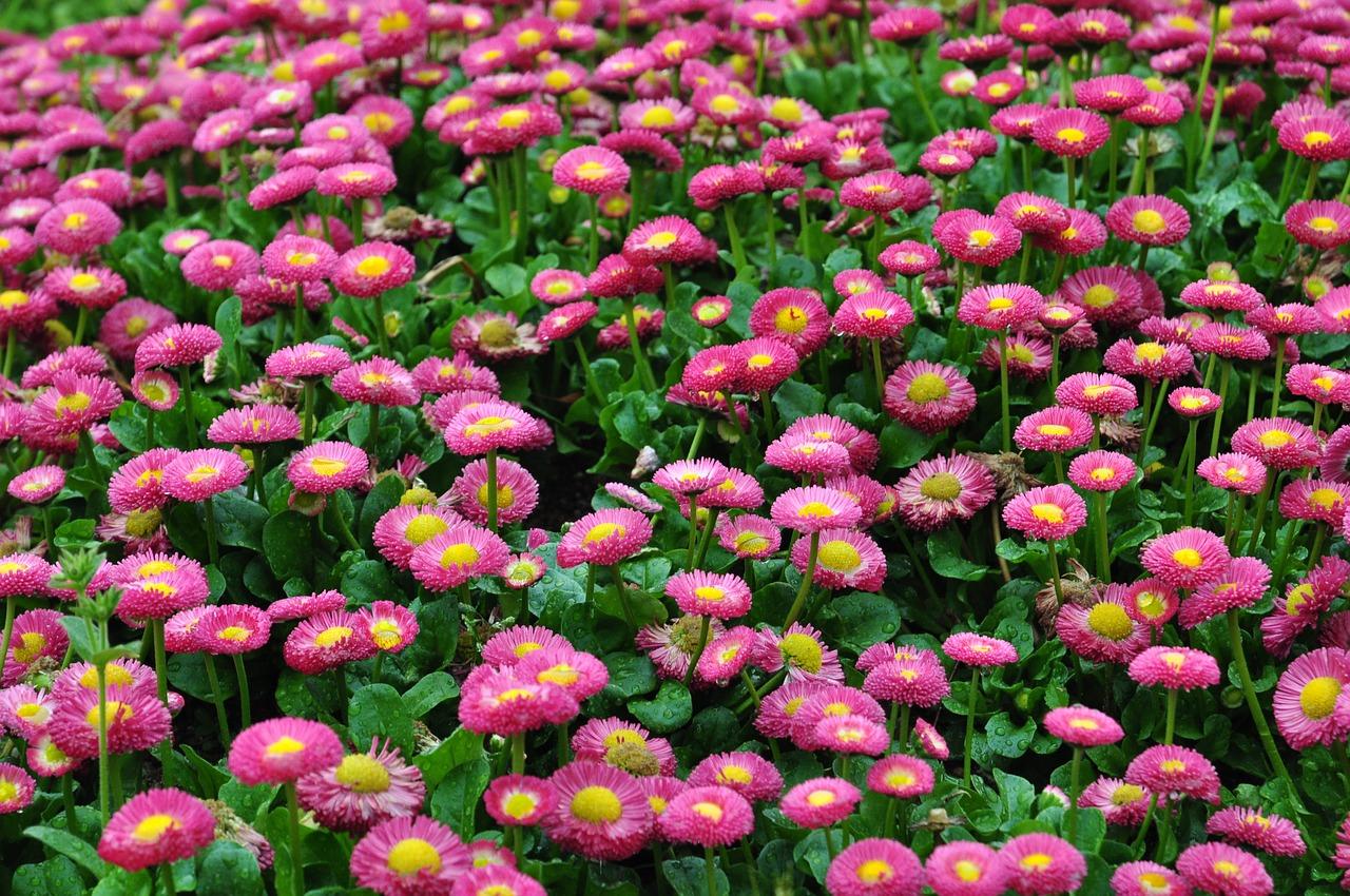 步红花园哪里读书