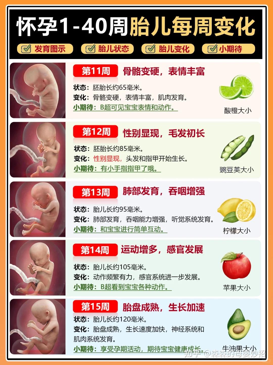孕期胎宝宝每周的成长变化 - 知乎