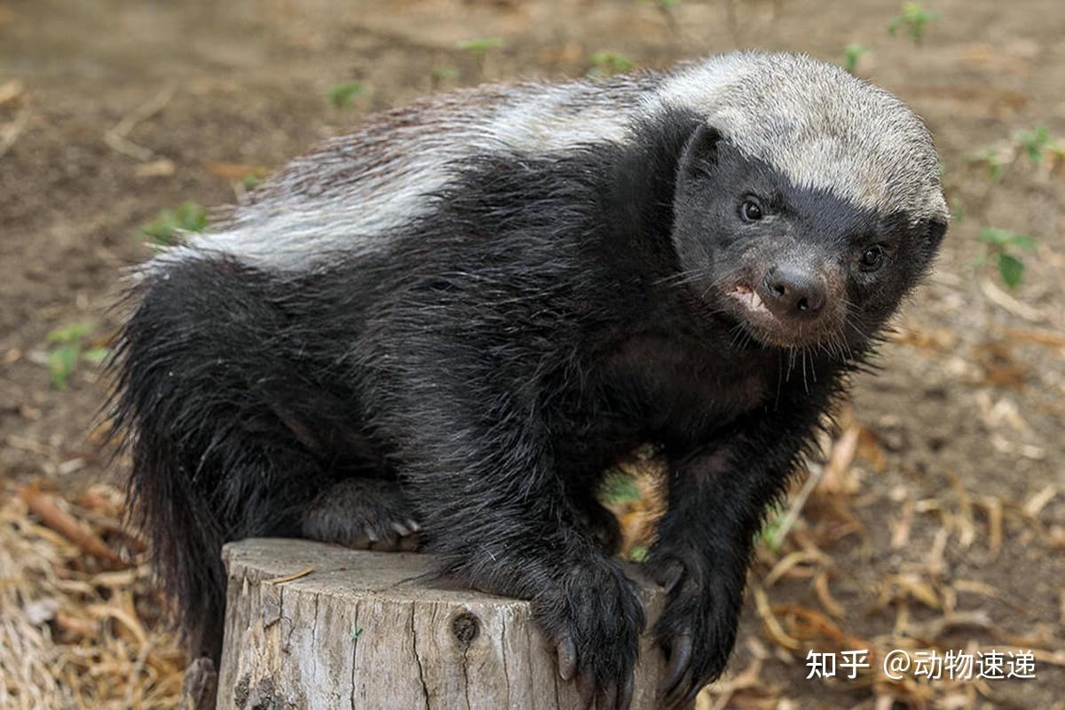 平头哥(蜜獾)为什么那么强,有没有生物学大佬来解答一下。。。? - 知乎