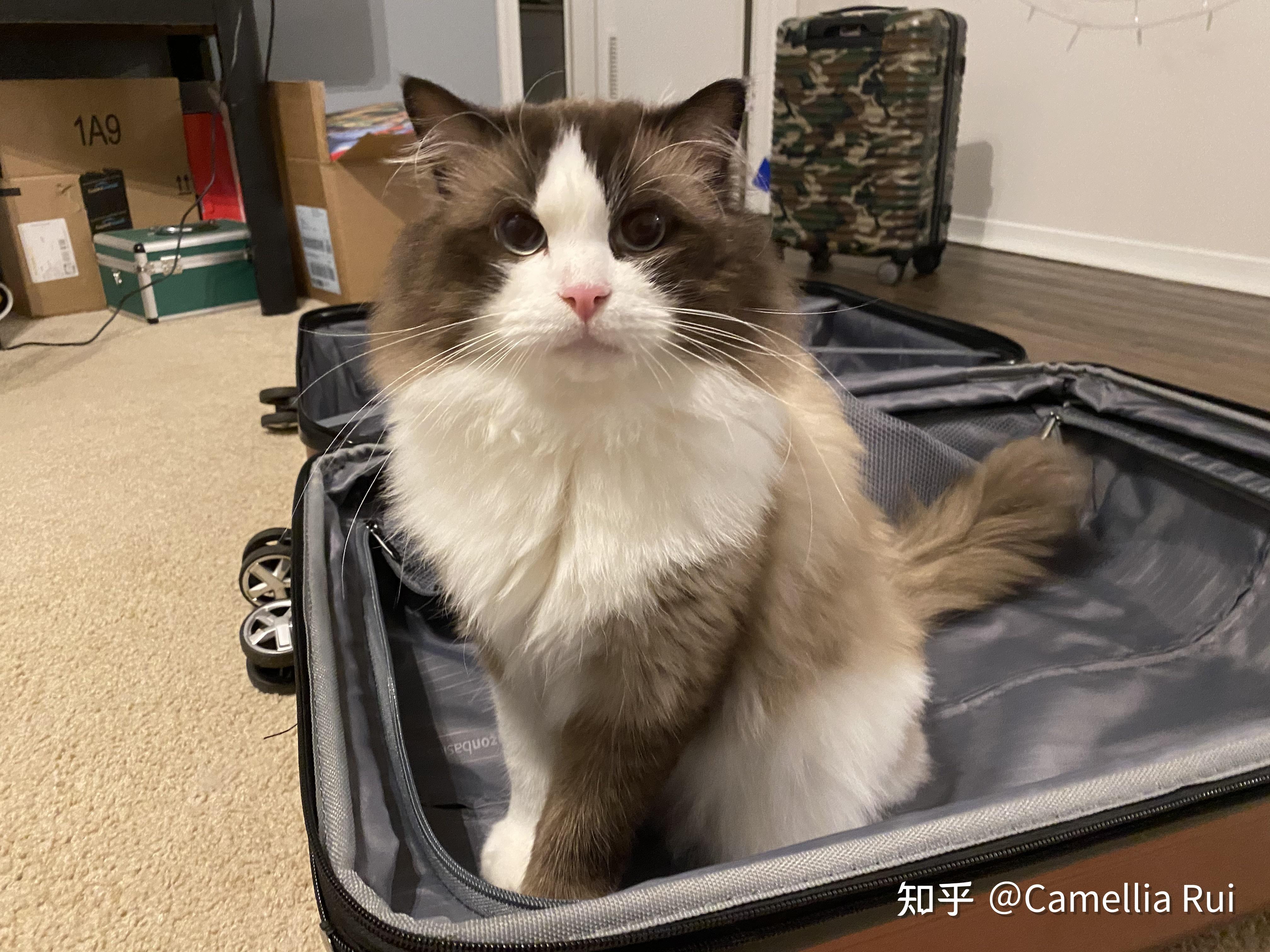 海双布偶猫成年后的颜色会达到多深? - 知乎