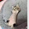 下辈子还做猫