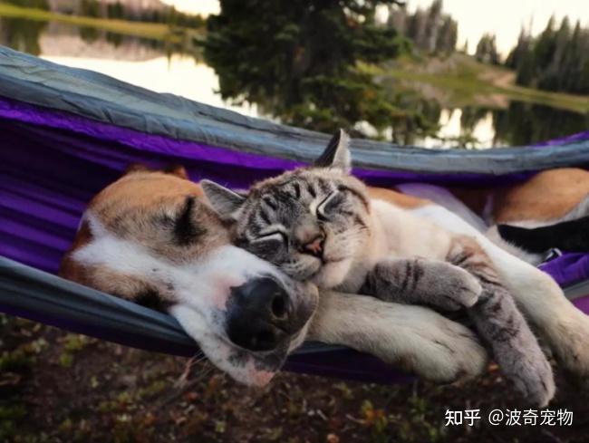 猫狗双全、人生赢家?阿汪哭着说:你有考虑过我的感受吗! - 知乎