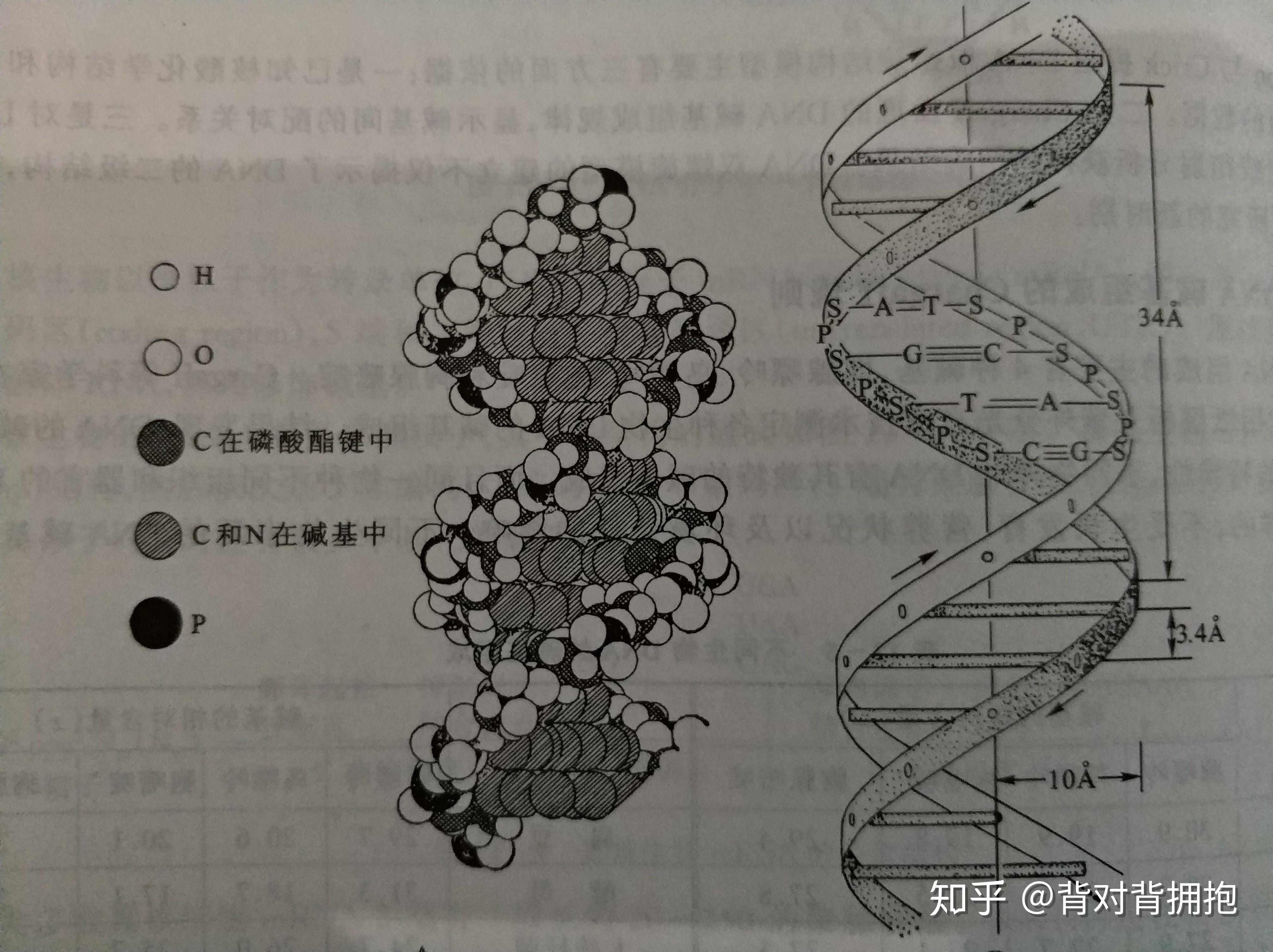 dna双螺旋模型的真实结构是怎样的