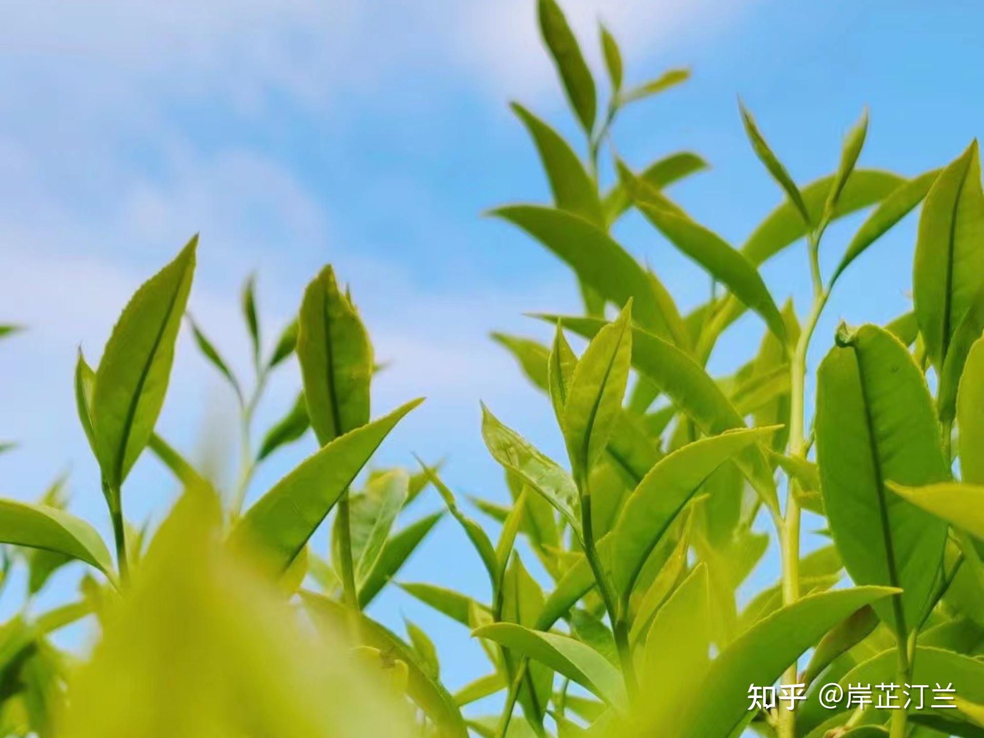 蜜兰香为何受潮汕老茶客喜爱? - 知乎