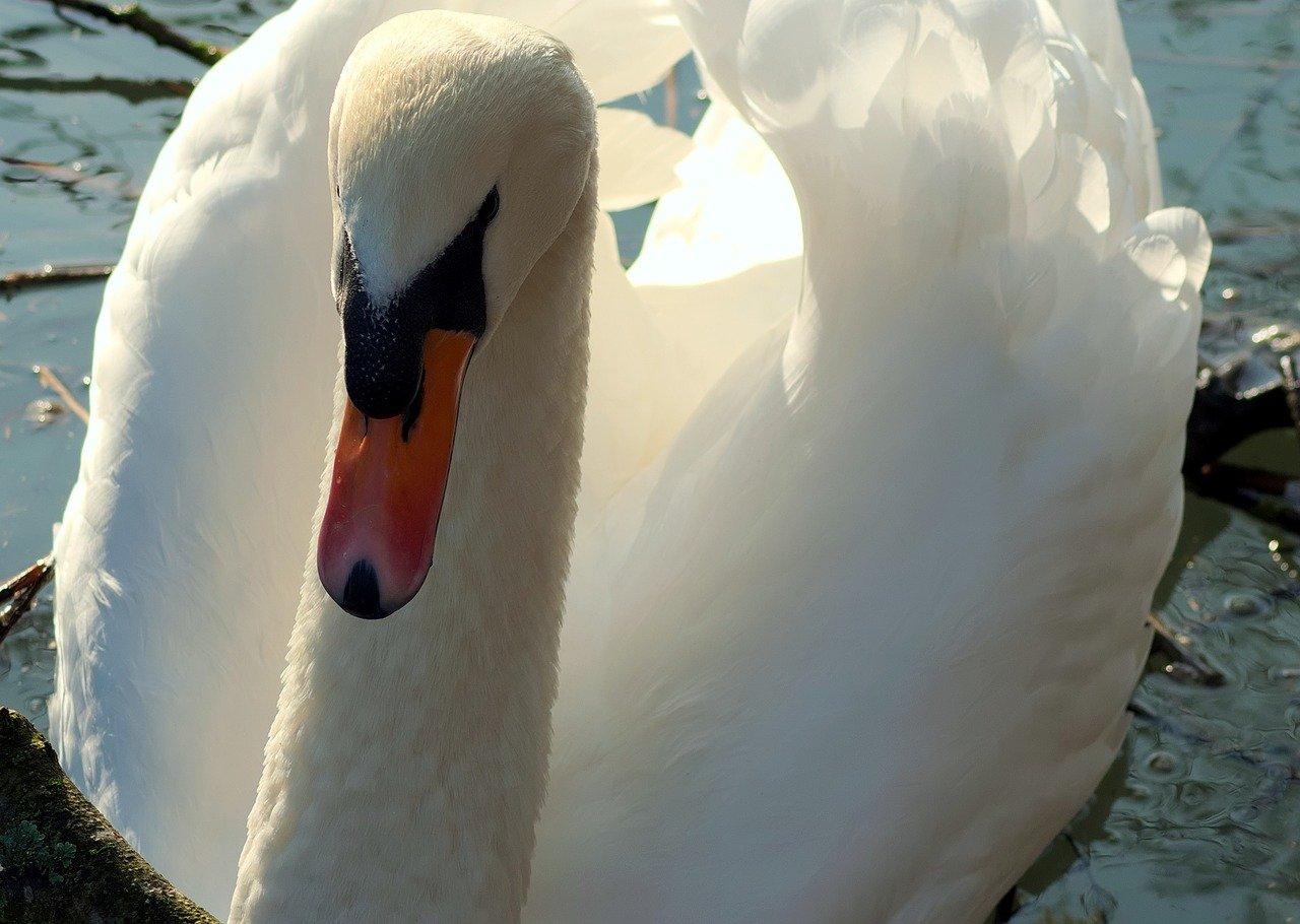 2. 白天鹅限时优惠