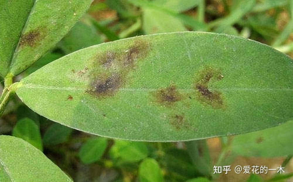 养花7种“病害”，对植物危害大，园艺师教你，如何科学处理- 知乎