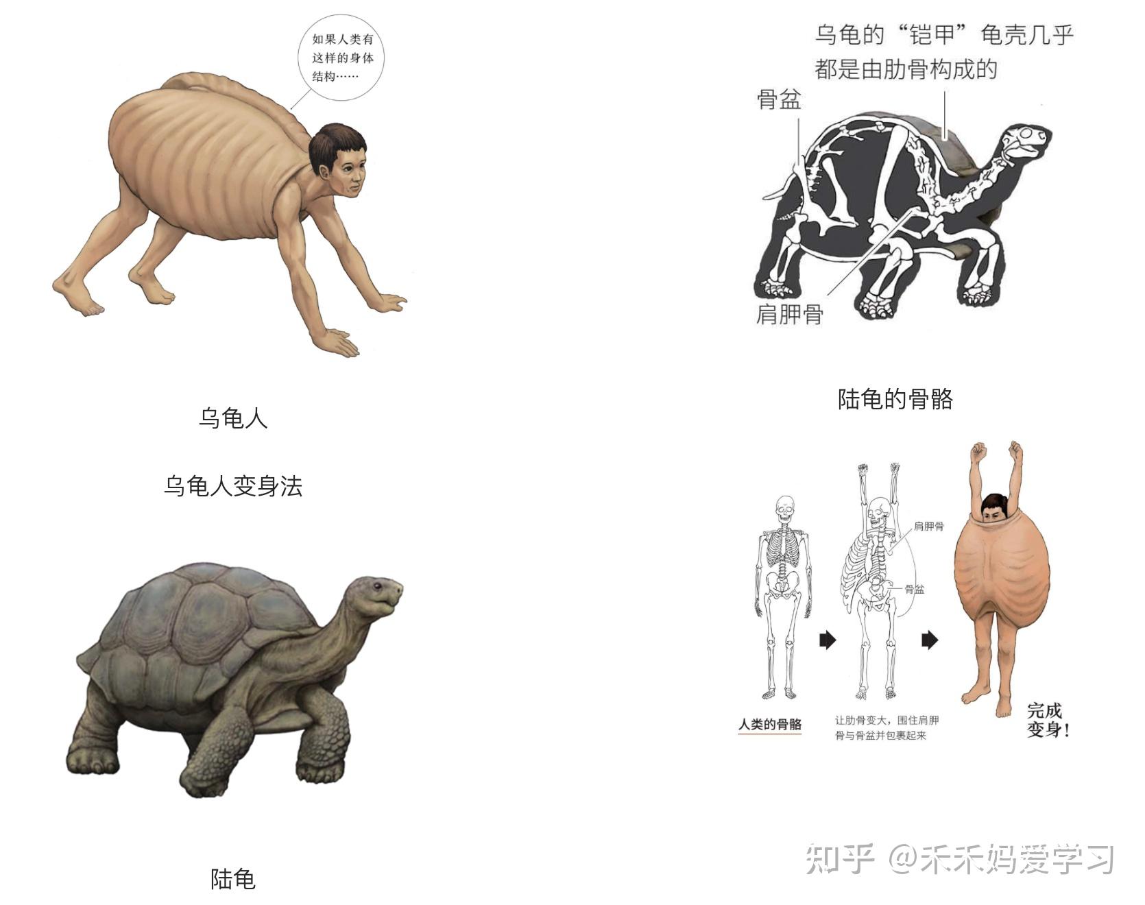 兽人？人兽？论变态，果然日本还是第一名，连科普书都如此怪诞 - 知乎