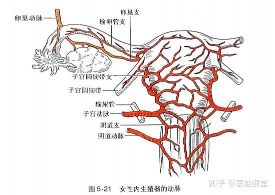 推荐收藏！细说子宫解剖，内附MRI解剖图谱 - 知乎