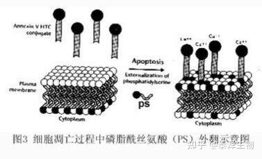 细胞凋亡检测实验方法大全 - 知乎