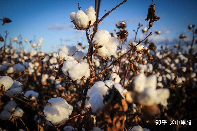 如何看待nike优衣库gapzara等品牌均在境外官网发布禁用新疆棉花的