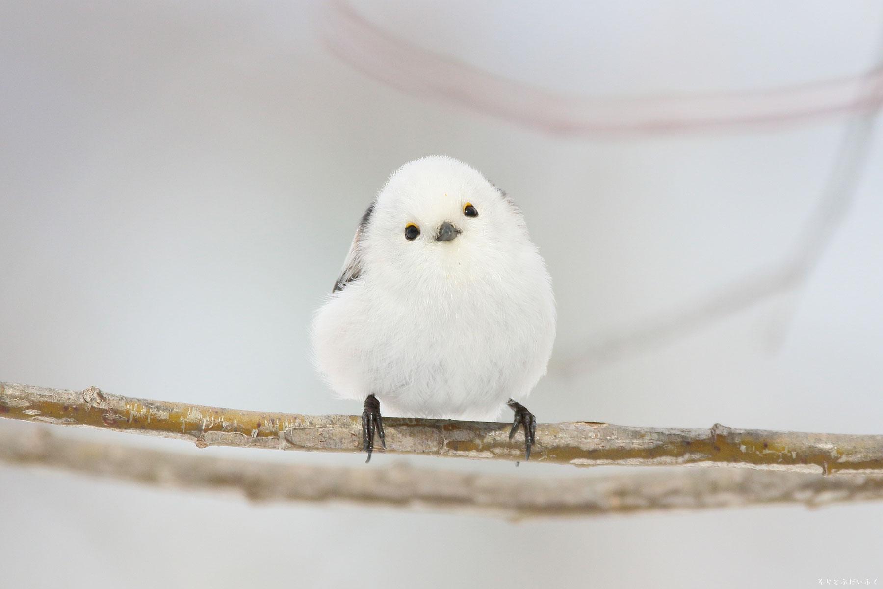 有哪些长的很可爱的鸟?