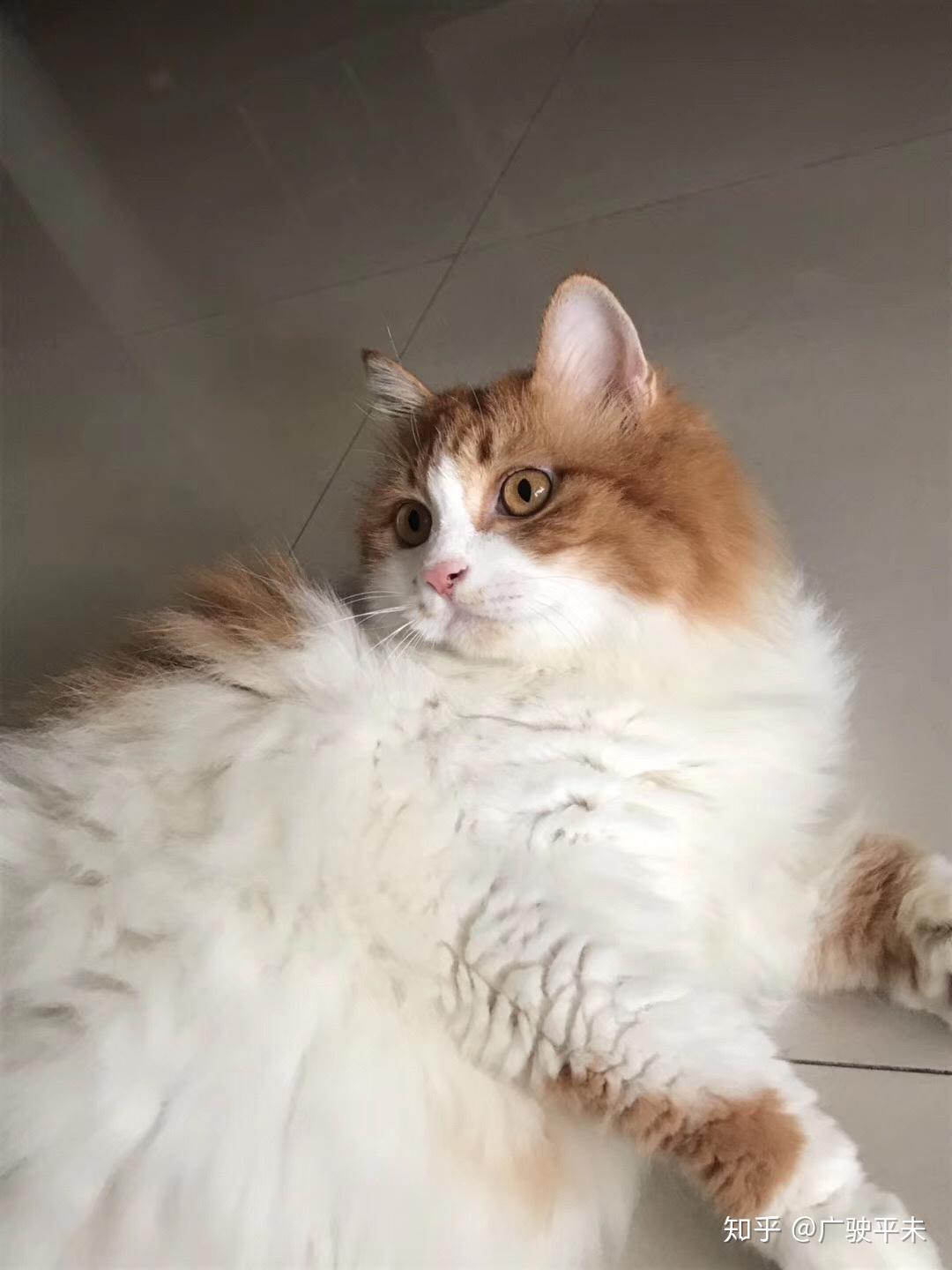 都有哪些品种的猫是橘色的?