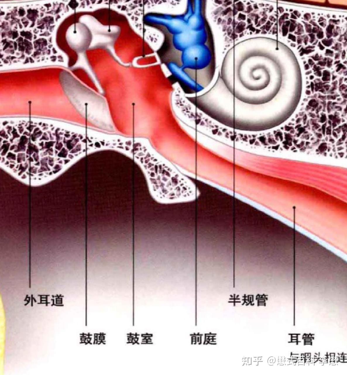 前庭大概在人体的哪个位置? - 知乎