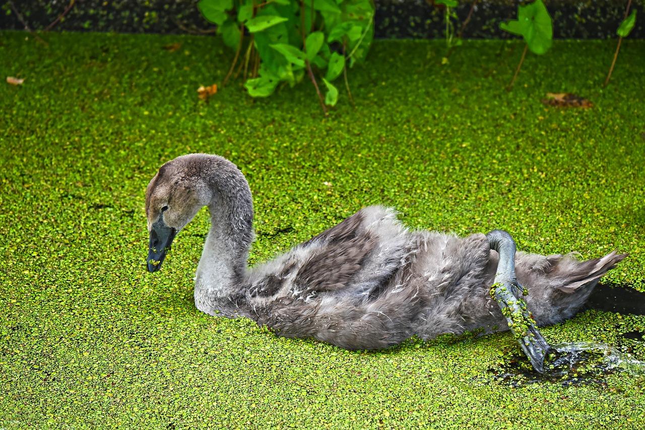 凤凰通返多少佣金