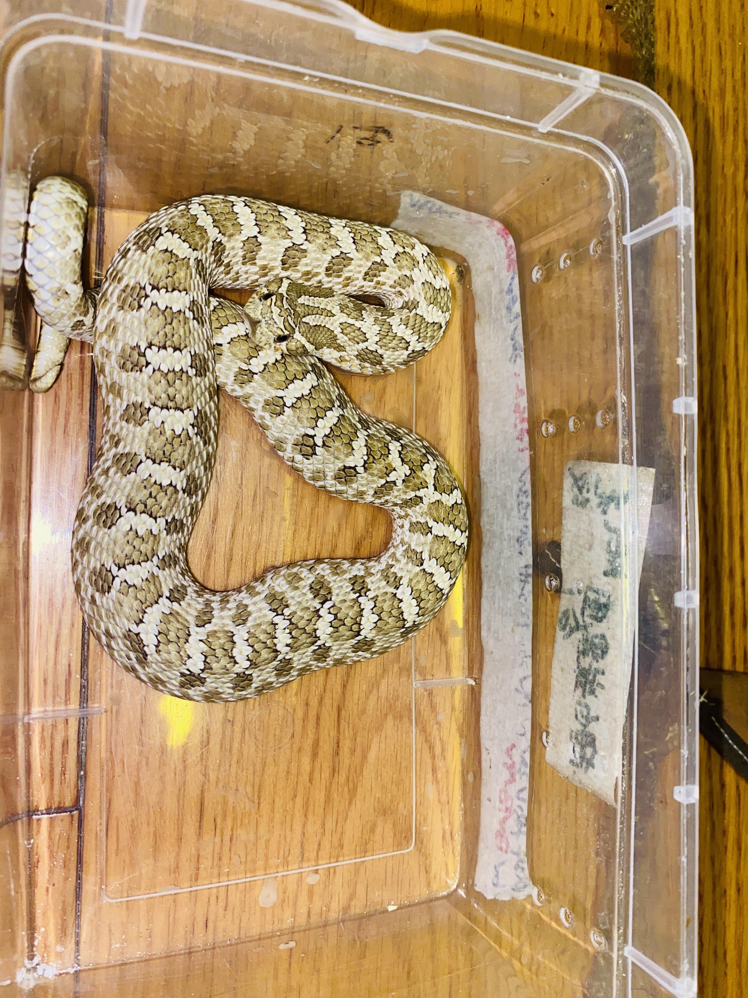 有哪些蛇是胖嘟嘟的