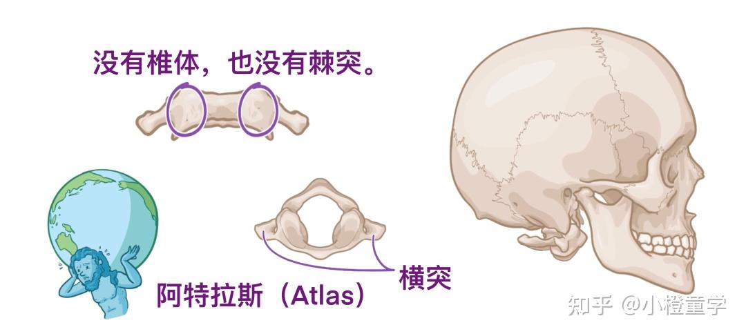 人体要塞—颈椎解剖 - 知乎