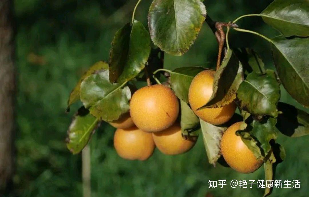 每天吃一个“煮熟”的梨,坚持一阵,“4个甜头”或能悄然而至 - 知乎