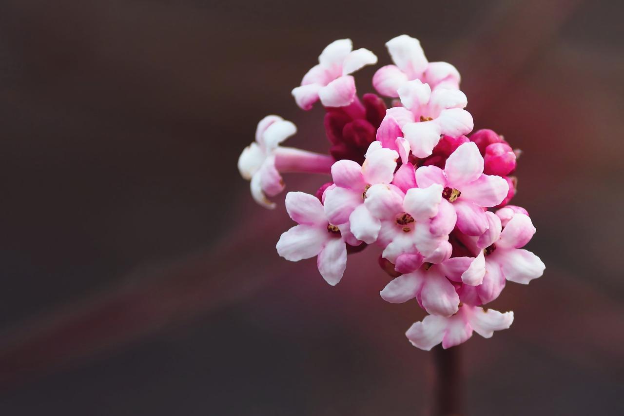 4. 摘心技巧分享