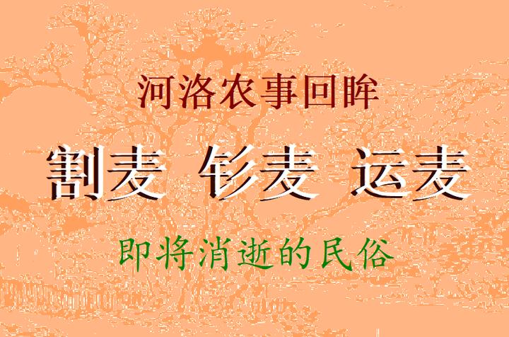 河洛农事回眸 割麦 钐麦 运麦 胡树青古文化学者 文史博学 - 知乎